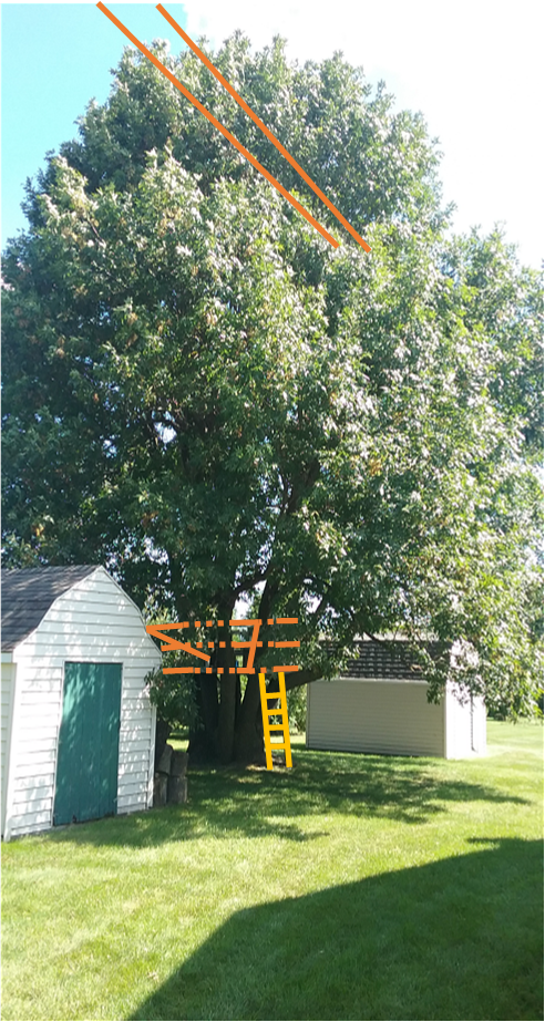 Tree House